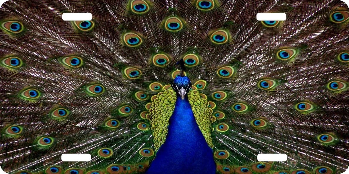 Peacock Car Accessories Cool Stuff to Buy and Collect