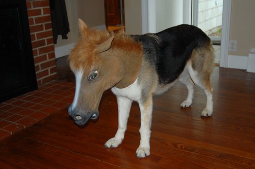 Turn Your Dog Into A Pony With This Horse Head Mask
