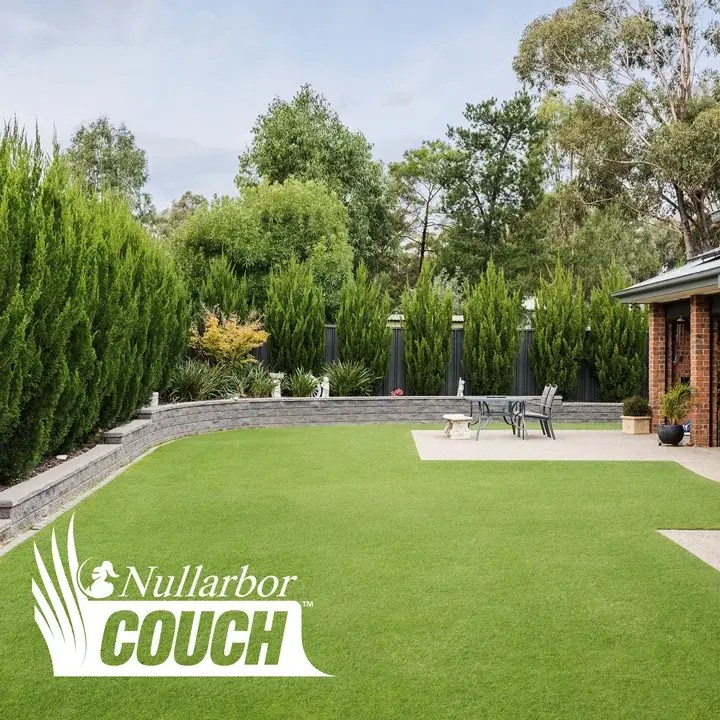 Nullarbor Couch Grass Melbourne & Geelong