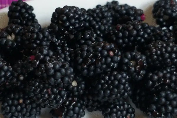 11 Fruits can you Eat Safely in a Ketogenic Diet Cool Web Fun