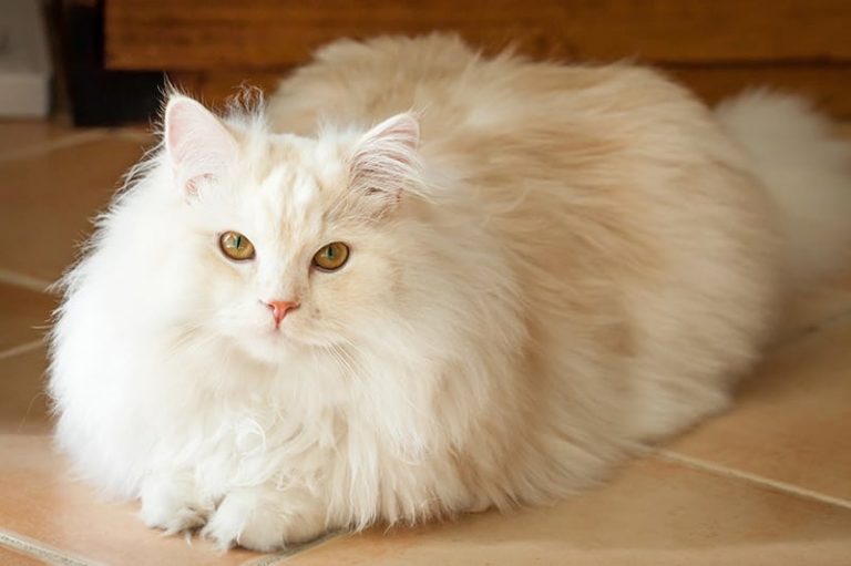 Cara Merawat Bulu Kucing