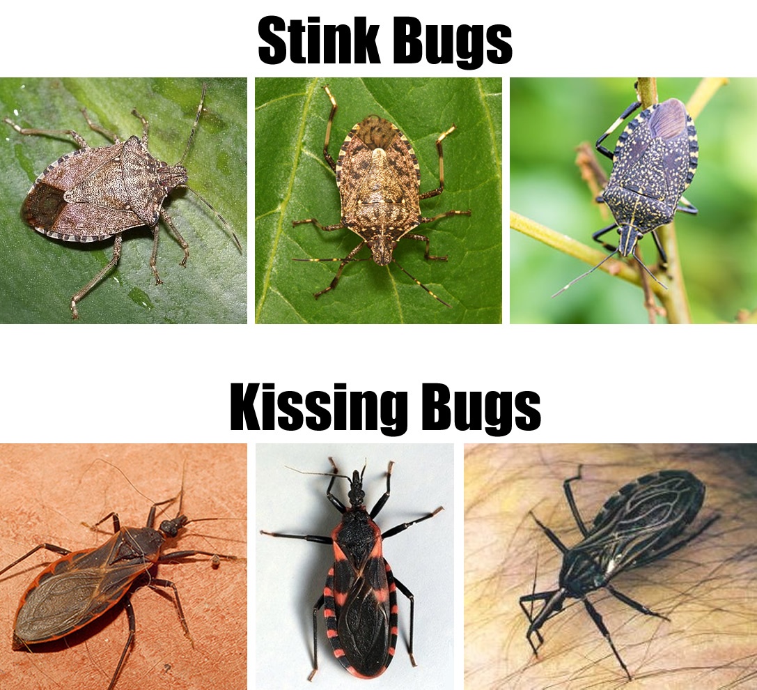 Do Stink Bugs Bite?