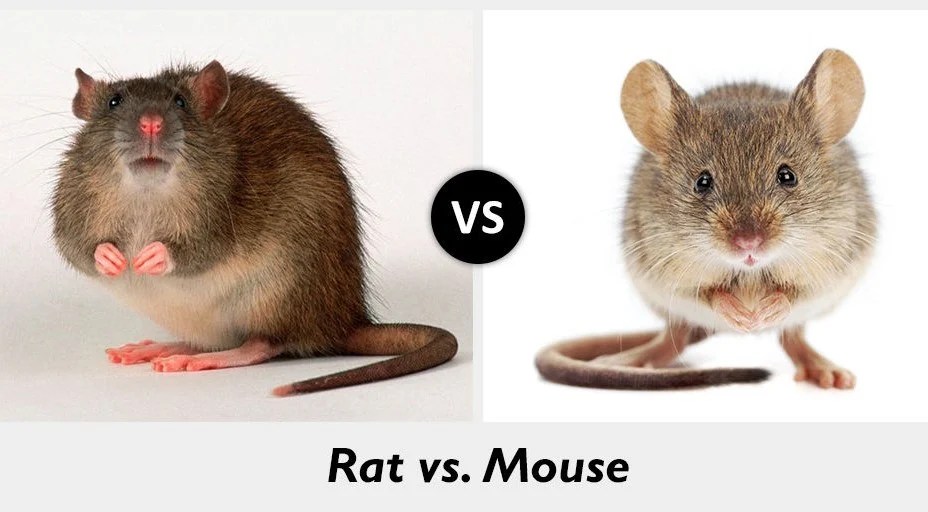 Mouse Vs Rat Color