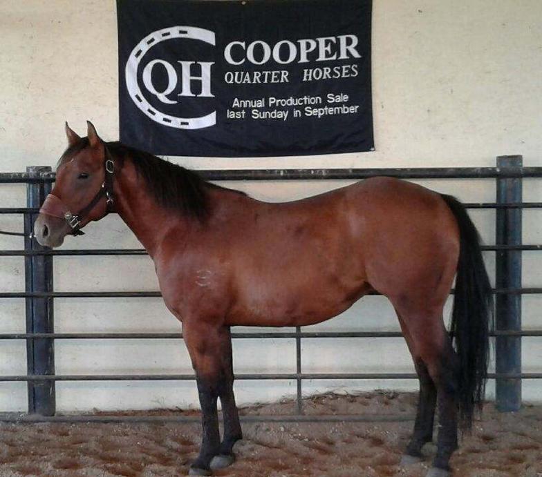 Cooper Quarter Horses Strong City, KS Stallions