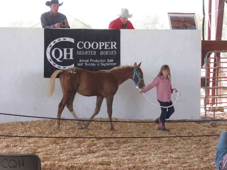Cooper Quarter Horses Strong City, KSSale