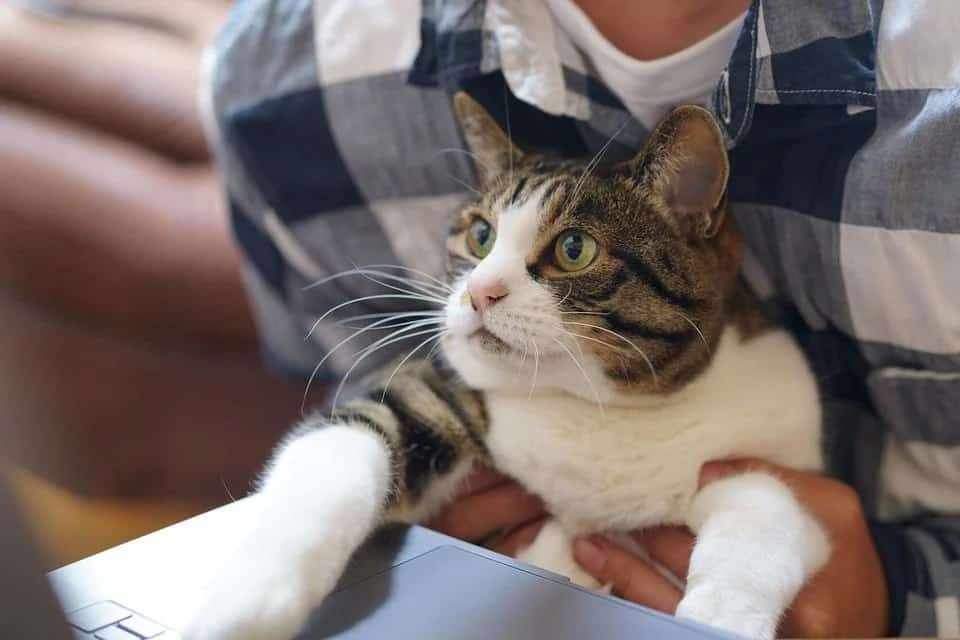 How To Keep Pet Cats Off The Keyboard & Workspace Coops And Cages