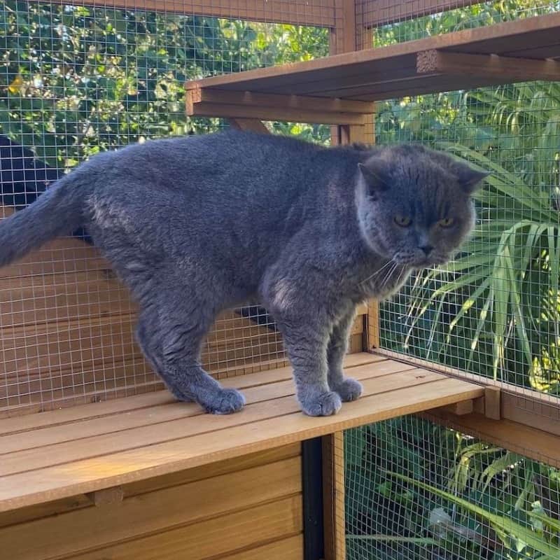 Easy Steps On How To Build A Cat Run Enclosure