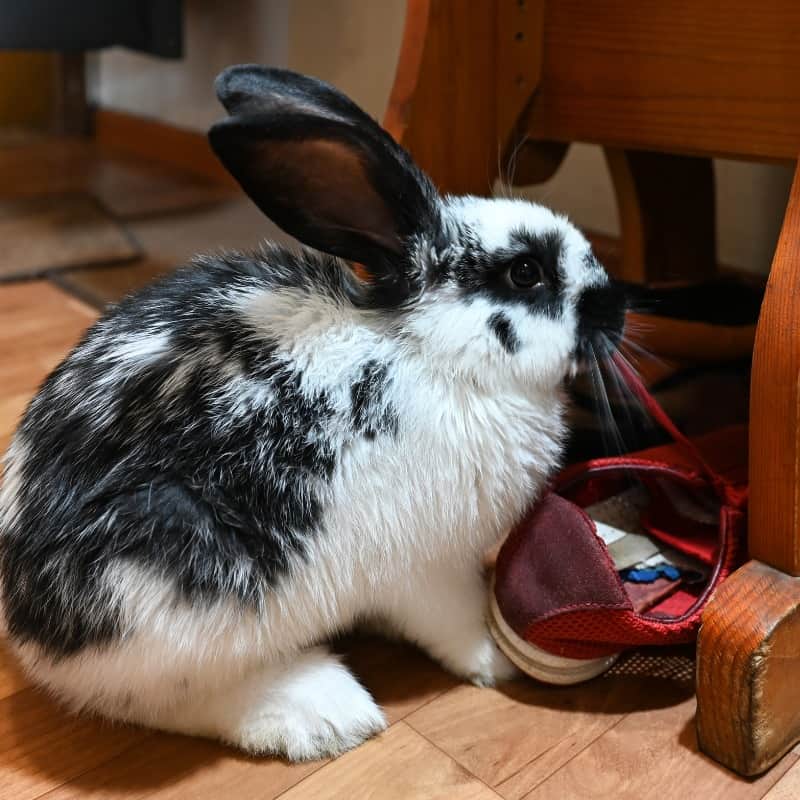 Effective Tips How To Stop A Rabbit Chewing Its Hutch