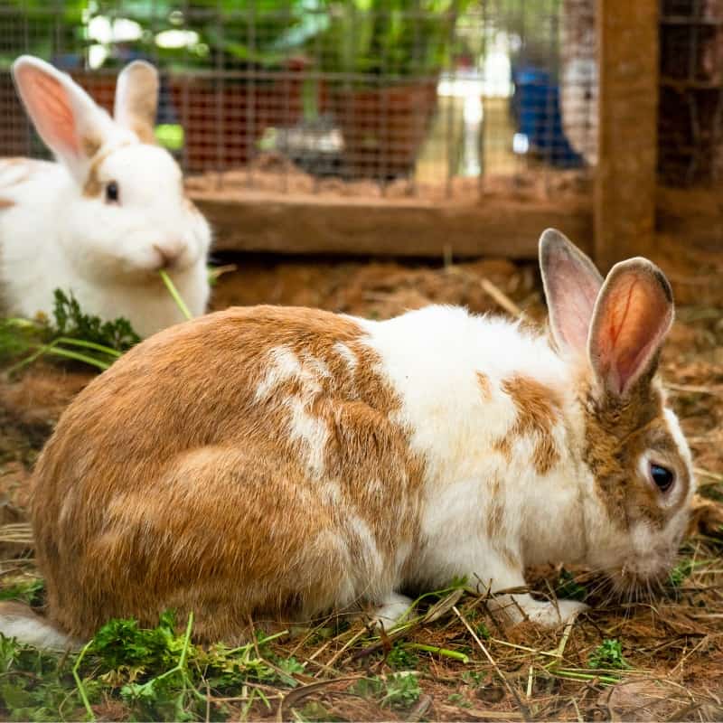 Effective Tips How To Stop A Rabbit Chewing Its Hutch