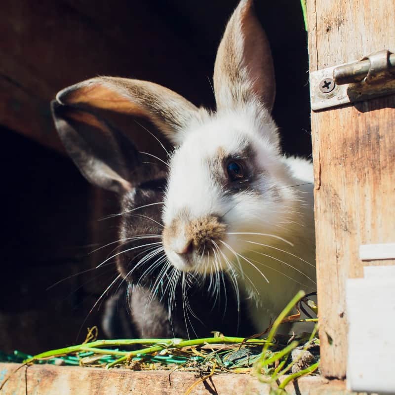 Effective Tips How To Stop A Rabbit Chewing Its Hutch