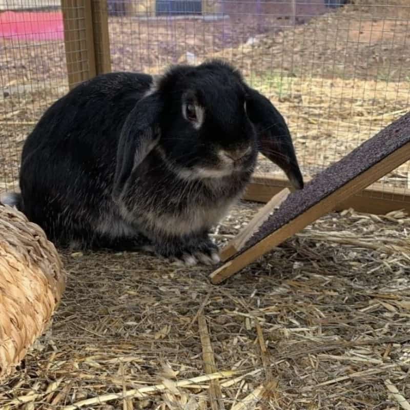 Can Rats Get Into Rabbit Hutches? A Guide For Owners