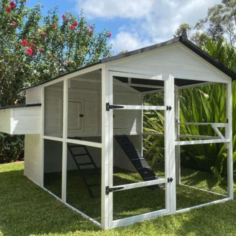 How Much Space Does A Chicken Need In Australia?