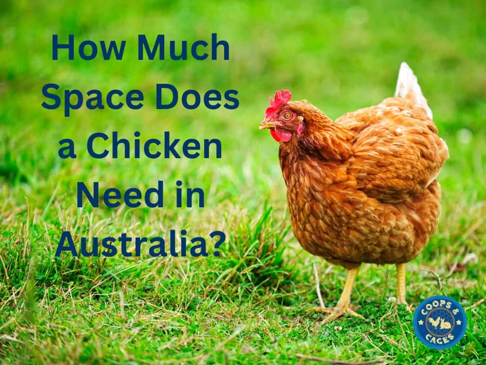 How Much Space Does A Chicken Need In Australia?