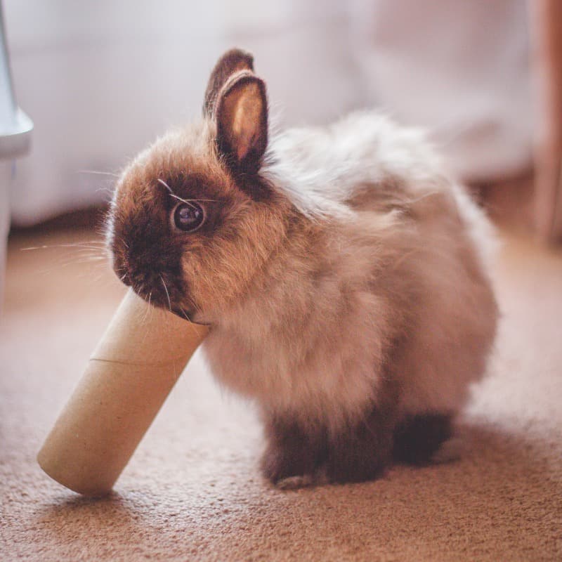What Toys Do Rabbits Like? A Guide To Happy Bunnies