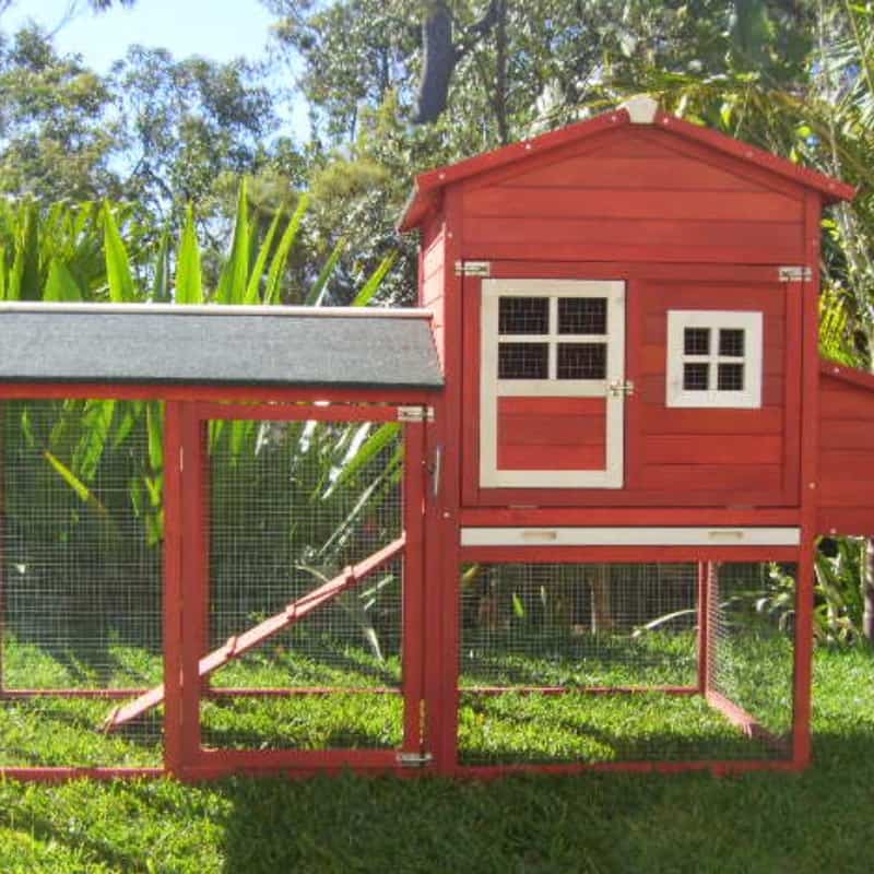 How Much Space Does A Chicken Need In Australia?