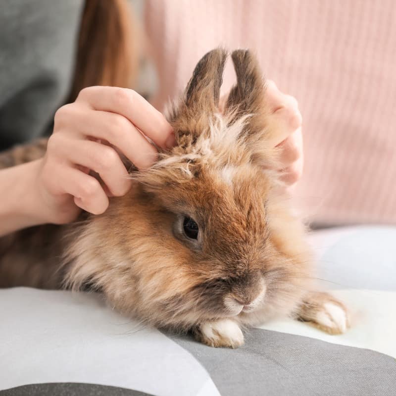 What Toys Do Rabbits Like? A Guide To Happy Bunnies