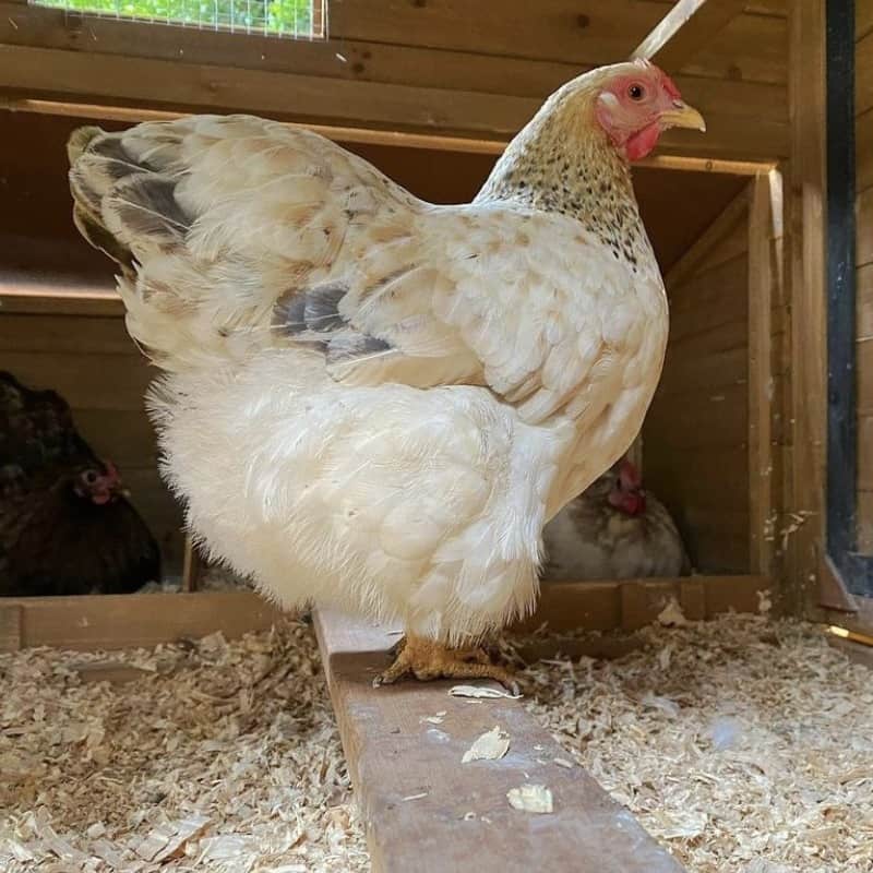 What Do Chickens Need In A Coop A Complete Guide