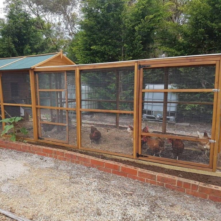 Optimal Size How Big Should A Chicken Run Be?