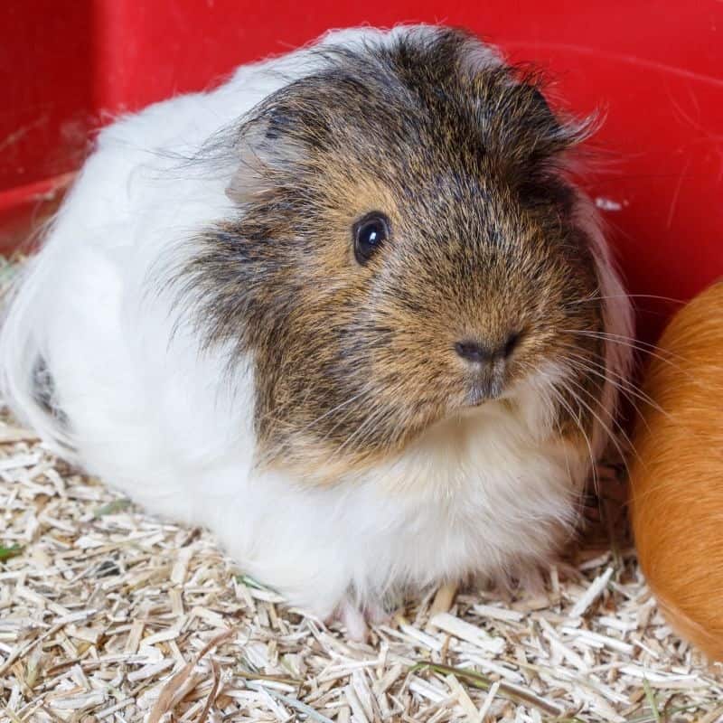 Essential Guide What Do Guinea Pigs Need In Their Cage?