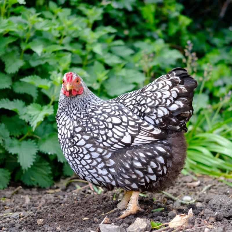 How Much Space Does A Hen Need? Understanding Your Chickens