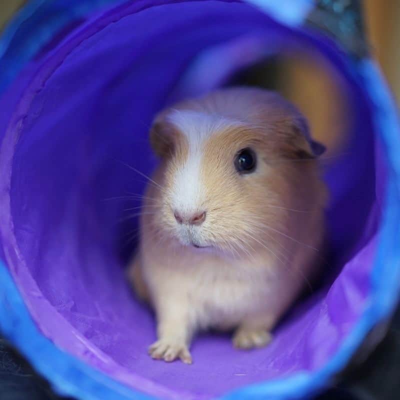 Essential Guide What Do Guinea Pigs Need In Their Cage?
