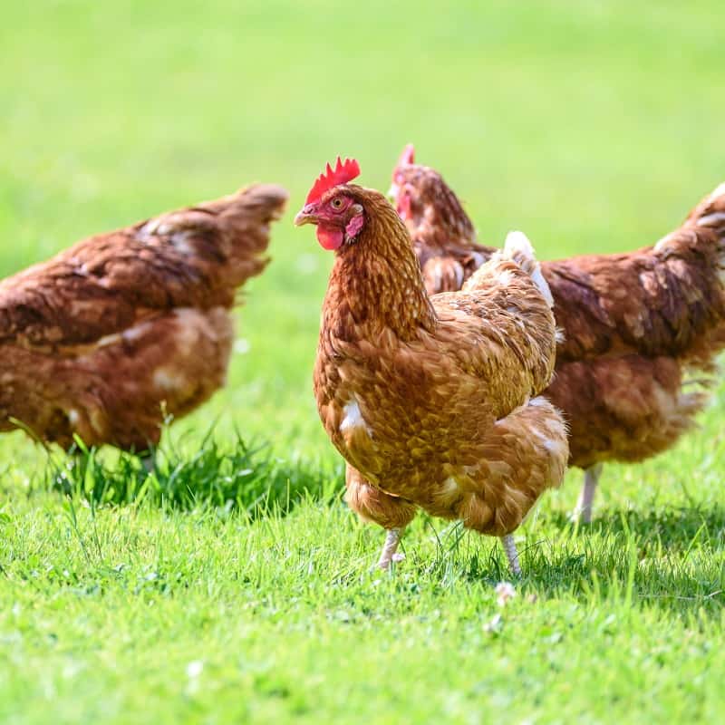 How Much Space Does A Hen Need? Understanding Your Chickens