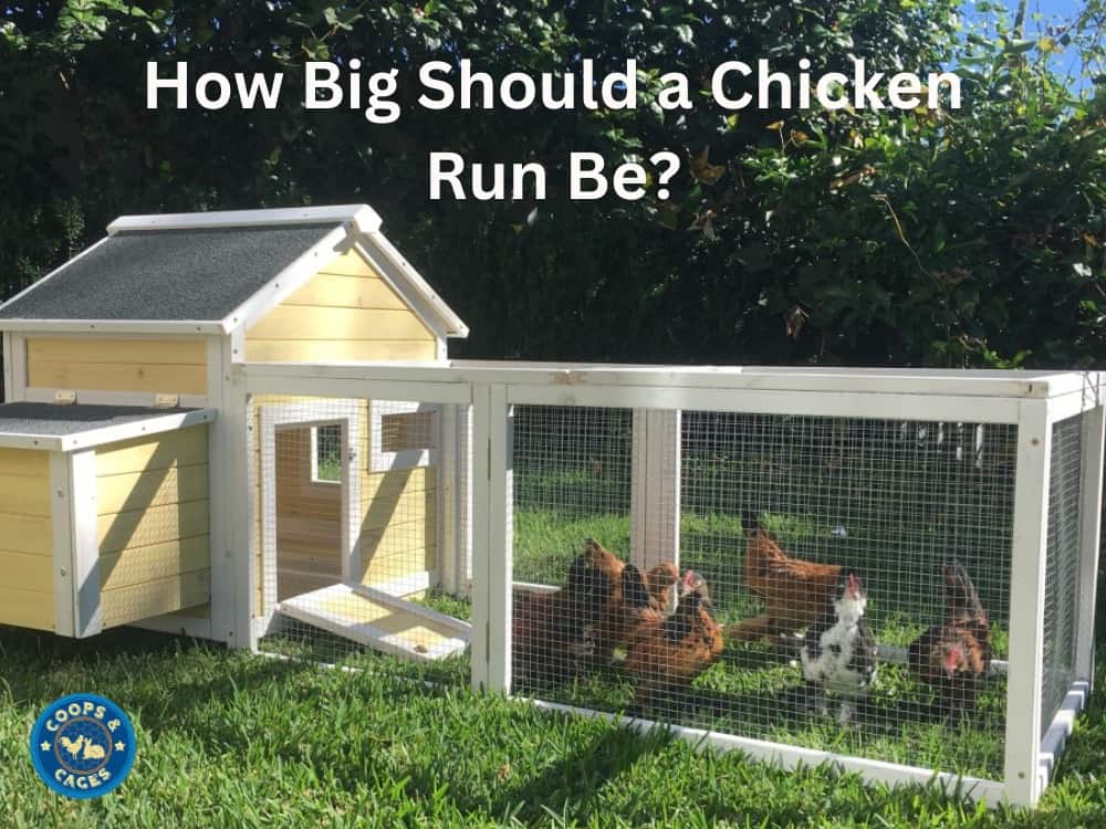 Optimal Size How Big Should A Chicken Run Be?