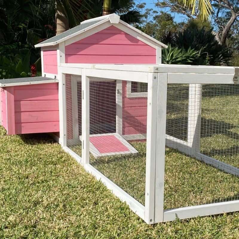 Essential Guide To Cage Sizes For Guinea Pigs