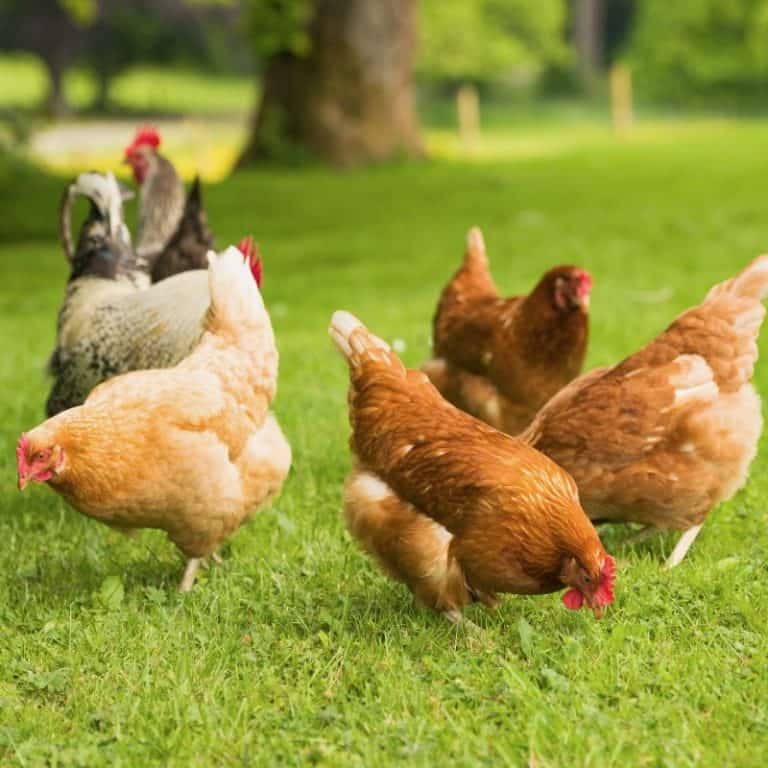 Exploring Aussie Free Range Chicken Coops