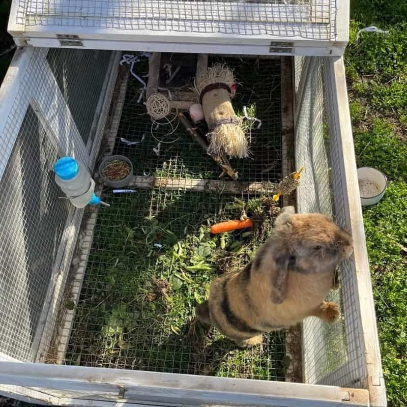 What Do Bunnies Need In Their Cage?