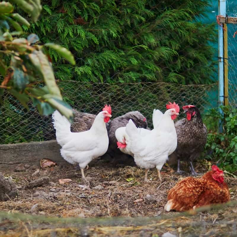 Exploring Aussie Free Range Chicken Coops