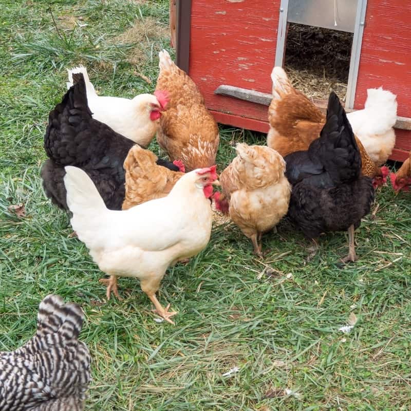 Exploring Aussie Free Range Chicken Coops