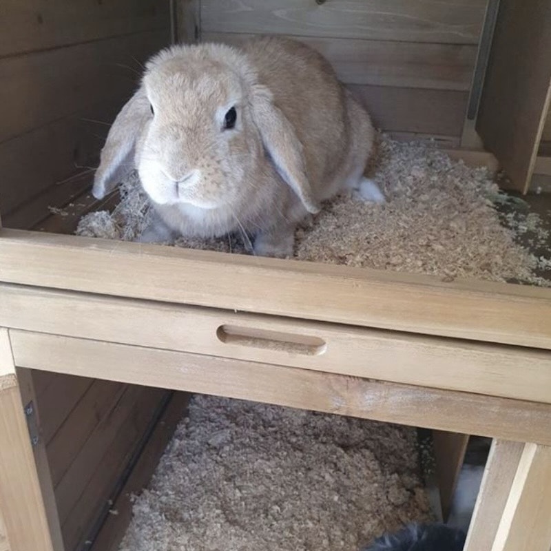 Easy Steps For Setting Up Your First Rabbit Hutch