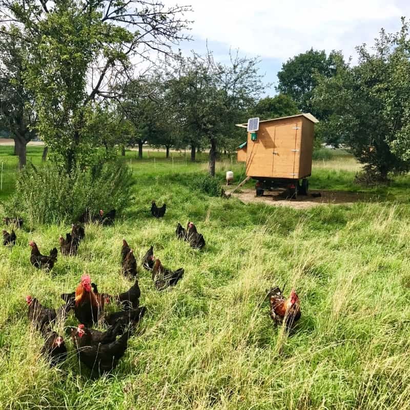 Exploring Aussie Free Range Chicken Coops