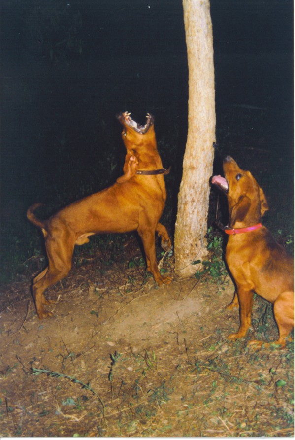 Copeland redbone hounds, rebonehounds, coonhuonds,