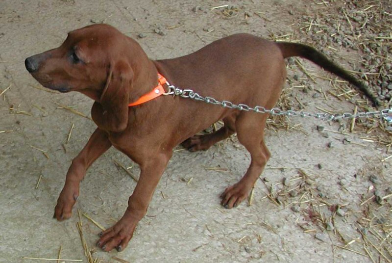 Available Copeland redbone hound puppies, coonhound, rebone hounds, www