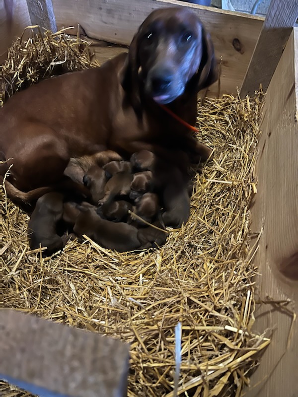Available Copeland redbone hound puppies, coonhound, rebone hounds, www