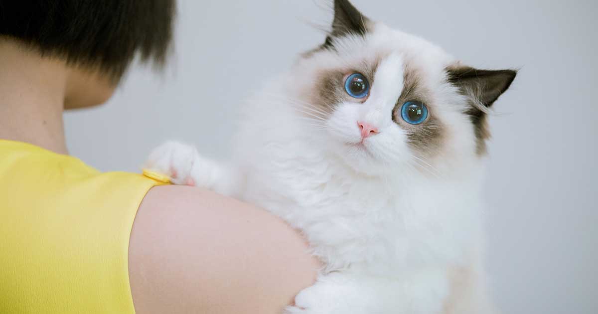 How to Keep a Ragdoll Growth Chart? Ragdoll Guide