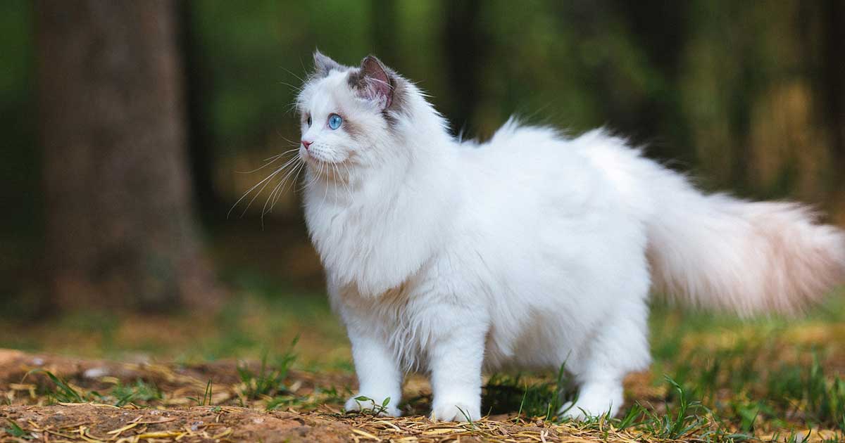 Ragdoll Growth Chart