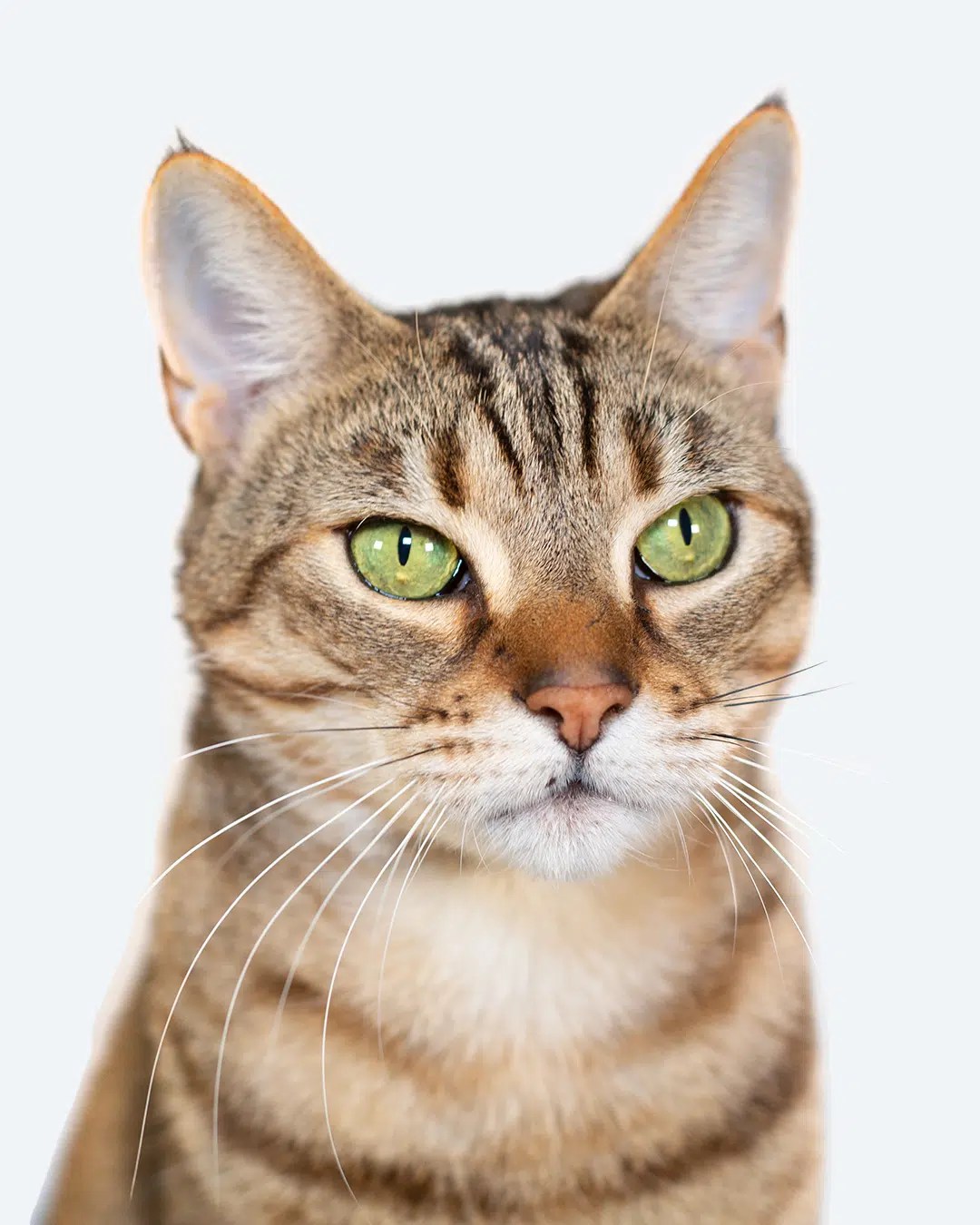 Home Copper Leaf Media