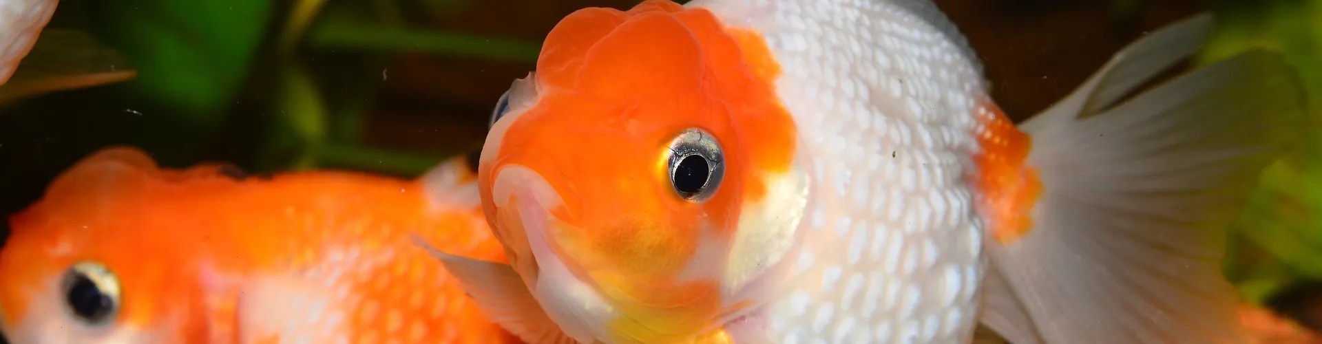 10 Best Goldfish Tank Mates What Fish Can Live With Goldfish CoralRealm