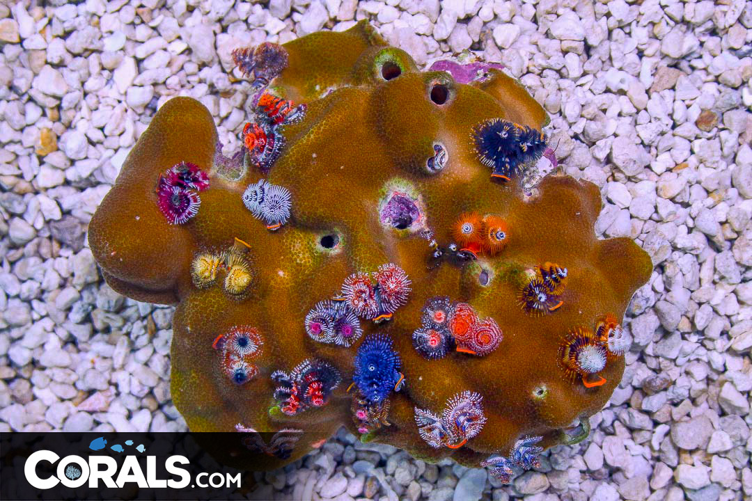 BIG Christmas Tree Worm Rock Australia Invert Hosting in Coral/Rock