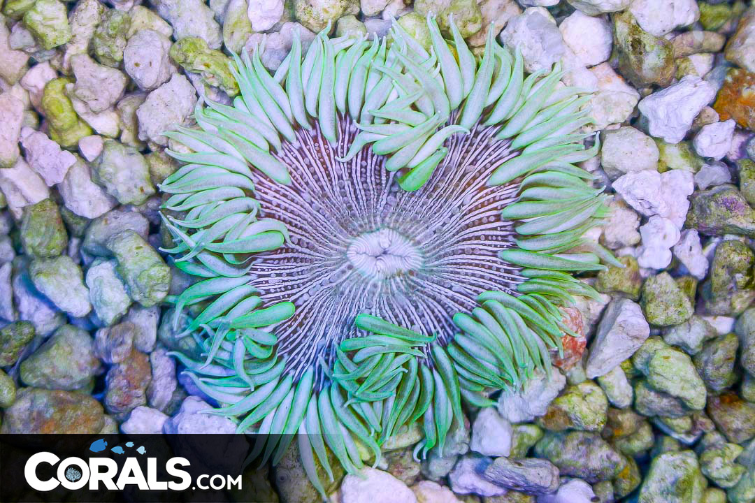 Rock Flower Anemone ULTRA