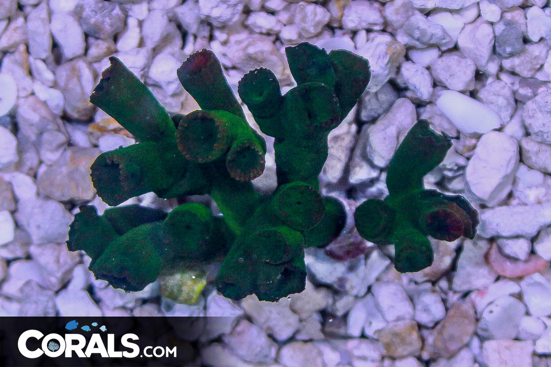 BLACK Sun Coral Australia RARE
