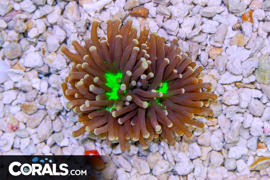 Joker Torch Australia Ultra Neon Center