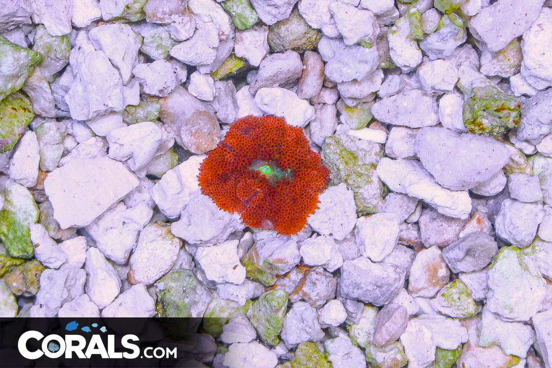RED Mini Carpet Anemone