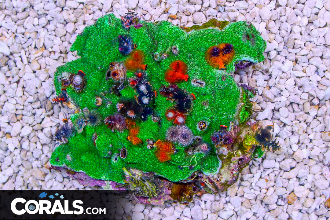 SHOW SIZE Christmas Tree Worm Rock Australia Invert Hosting in