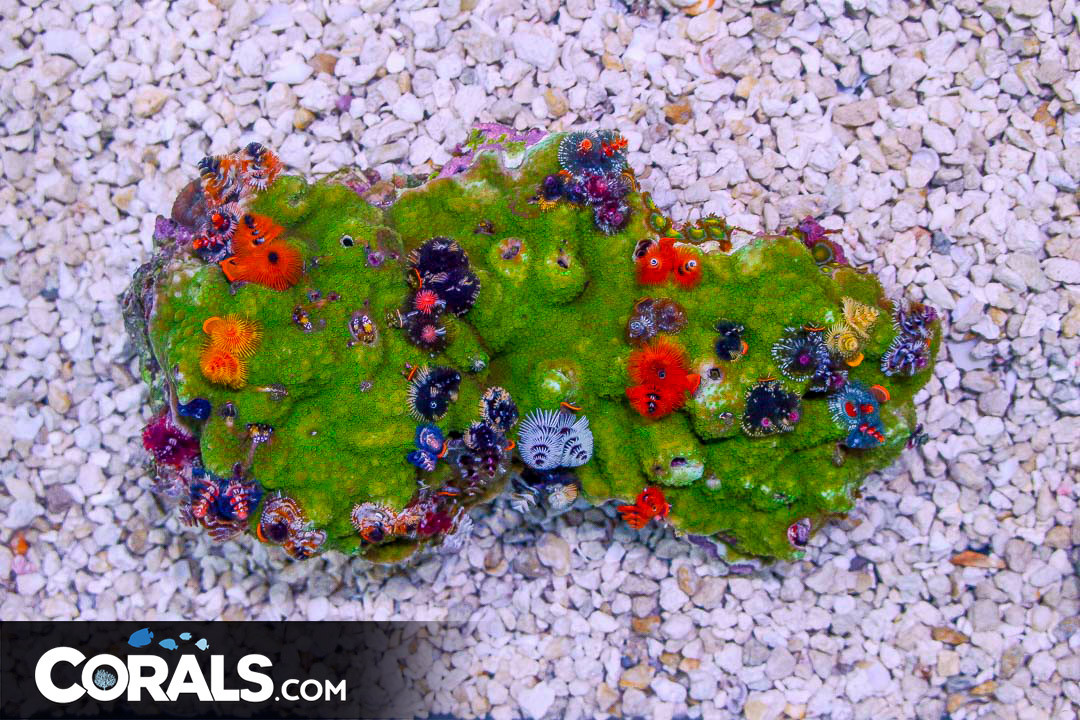 SHOW SIZE Christmas Tree Worm Rock Australia Invert Hosting in