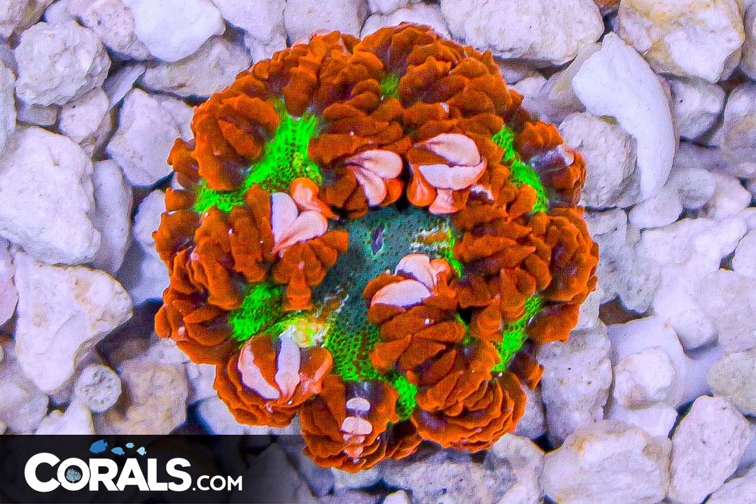 Rock Flower Anemone ULTRA