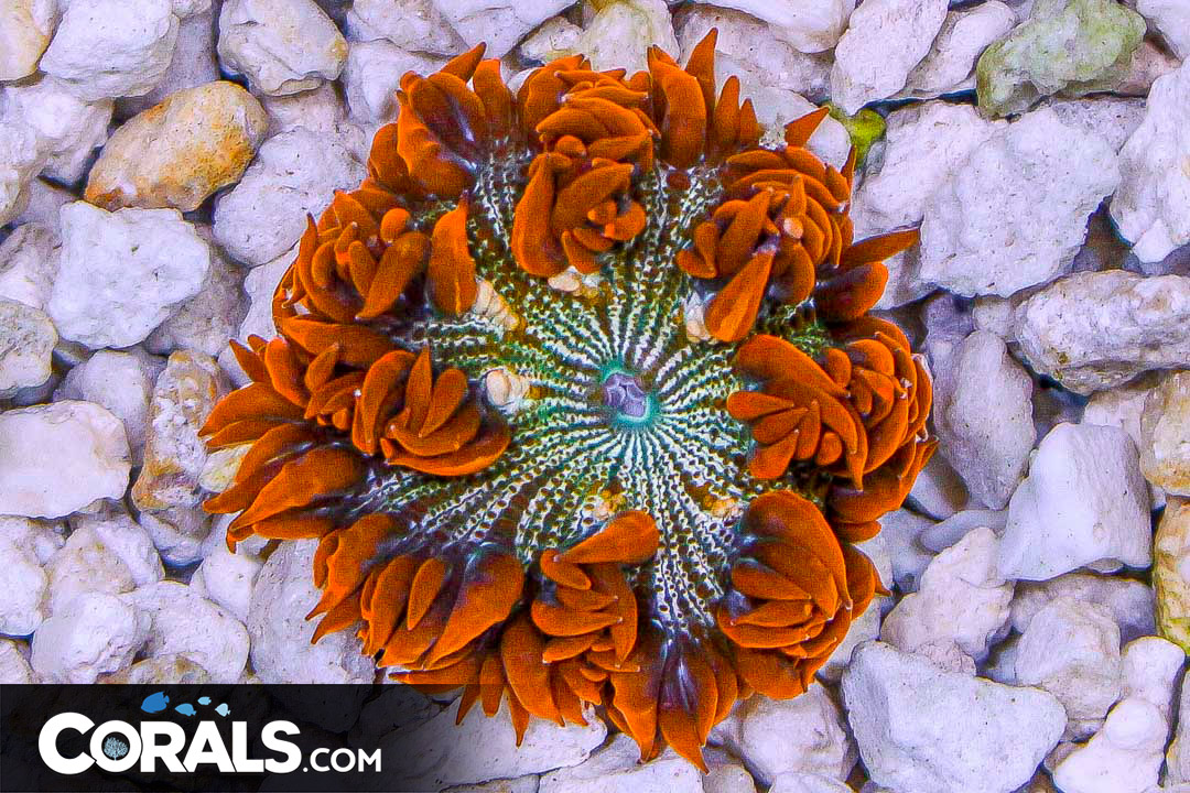 Rock Flower Anemone ULTRA